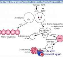 Reguliranje diferencijacije stanica pankreasa endokrinih žlijezda
