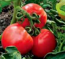 Genetika rajčice