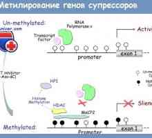 Genomska DNA metilacije otisak i u regulaciji funkcije crijeva