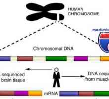 Geni i ljudski kromosom. struktura