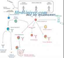 Hibridizacija mRNA i DNA antitijela. Lokalizacija V- i geni u genomu imunoglobulina