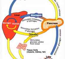 Glukagon i glukoneogenezu. Reguliranje izlučivanja glukagona