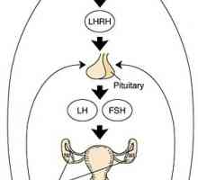 Hipotalamus-hipofiza-jajnika sustava. značajke dobi