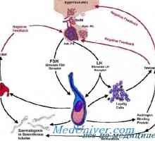 Hipotalamus. Gonadotropin-oslobađajućeg hormona (GnRH) funkciju