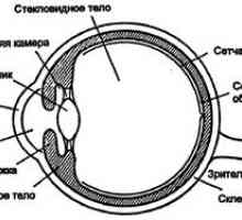 Oko optičkog instrumenta