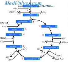 Glikoliza i energije glukoza izdanje. ciklus limunske kiseline, ili Krebs ciklusa