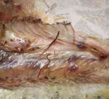 Worms (helminta, Helmintiaza) u ribi, opasan za čovjeka