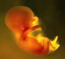 Cefaličko, prsni, poprečni prikaz fetusa