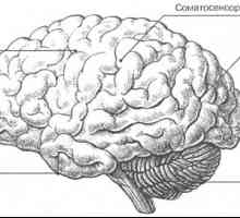 Mozak: vanjske karakteristike