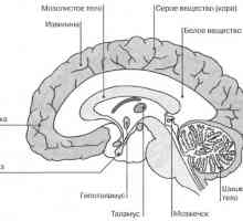 Unutarnje karakteristike mozga
