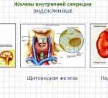 Hormone i endokrinih žlijezda: funkcija