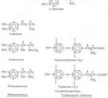 Hormoni - derivati ​​amino kiselina