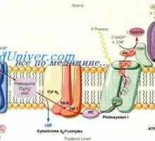 Kemotaksije. Uloga cilija stanica