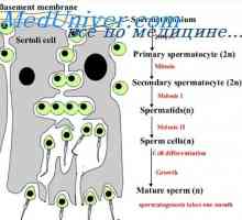 Sperma i njegov sastav. Funkcionalna aktivnost sperme
