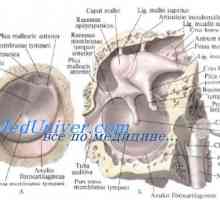 Objektiv od embrija. Obrazovanje i objektiv razvoj fetusa