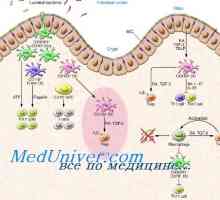 Imunostimulirajuće sposobnost dendritičke stanice. Aktivacija urođene imunosti