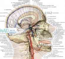 Grana I. trigeminalnog živca. Ii grana trigeminalnog živca maksilarnog živca
