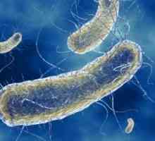 Infekcije uzrokovane Escherichia coli