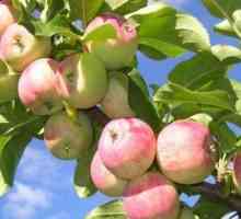 Inventar podizanje slaboroslyh jabuka