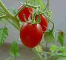 Korištenje heterosis za rajčice
