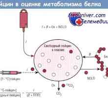 Upotrebom leucin, fenilalanin metabolizam procijeniti proteina