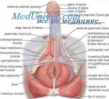 Regulacija seksualnih funkcija muškog tijela. Gonadotropin-oslobađajućeg hormona