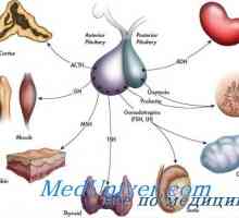 Povijest endokrinologije. Otkriće inzulina, hormona štitnjače i menstrualni ciklus