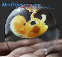 Promjene u maternici za vrijeme implantacije. Struktura posteljice