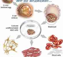 Istraživanje matičnih stanica. Glavne metode istraživanja matičnih stanica