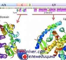 Nuklearne receptore za steroidne hormone: estrogen, progesteron, androgen