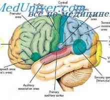 Područja Udruženje moždane kore. Fiziološki dijelovi mozga