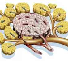 Endokrina funkcija pankreasa