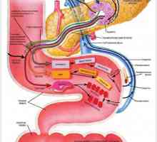 Endokrini insuficijencije pankreasa