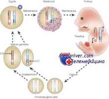 Epigenetske regulacija jajne stanice. genomska otisak