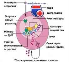 Estrogen receptor. Struktura i funkcija