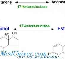Sinteza estrogena, metabolizam. estrogenski receptori