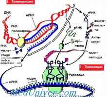 Faze mRNA prijevodu tijekom sinteze proteina
