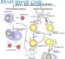Stupnjevi interakcije stanica imunološkog sustava. Hipoteza dvije faze