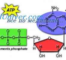 Kao što se koristi stanica ATP? pokret Amoeboid stanica
