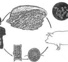 Kako se svinjska trakavica infekcija (teniasis) kad jede meso?