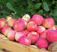 Kako zadržati jabuke do proljeća