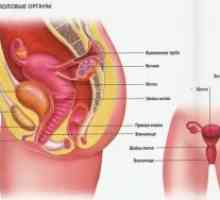 Kako ženski reproduktivni sustav