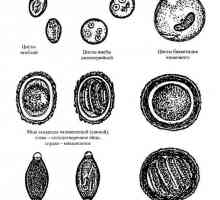 Kako su jaja crva (helminta) u ljudi?