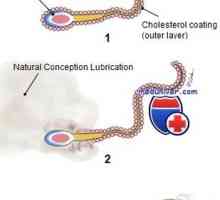 Sperma capacitation. Hiperaktivacija i reakcija acrosomal