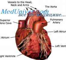 Vanjska regulacija crpne funkcije srca. Autonomni regulacija srca