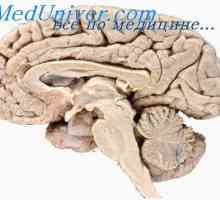 Neurohumoralni regulacija aktivnosti mozga. Neurohormonskim sustavi ljudskog mozga