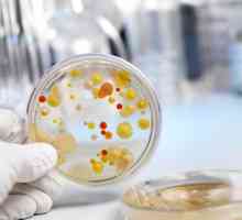 E. coli i bakterije rastinje