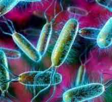 E. coli: liječenje, simptomi, uzroci, simptomi