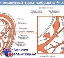 Formiranje gastrointestinalnog trakta u fetus embriologiju, morfogeneze