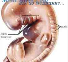 Crijeva embrija. Genito-urinarnog sustava embrija
